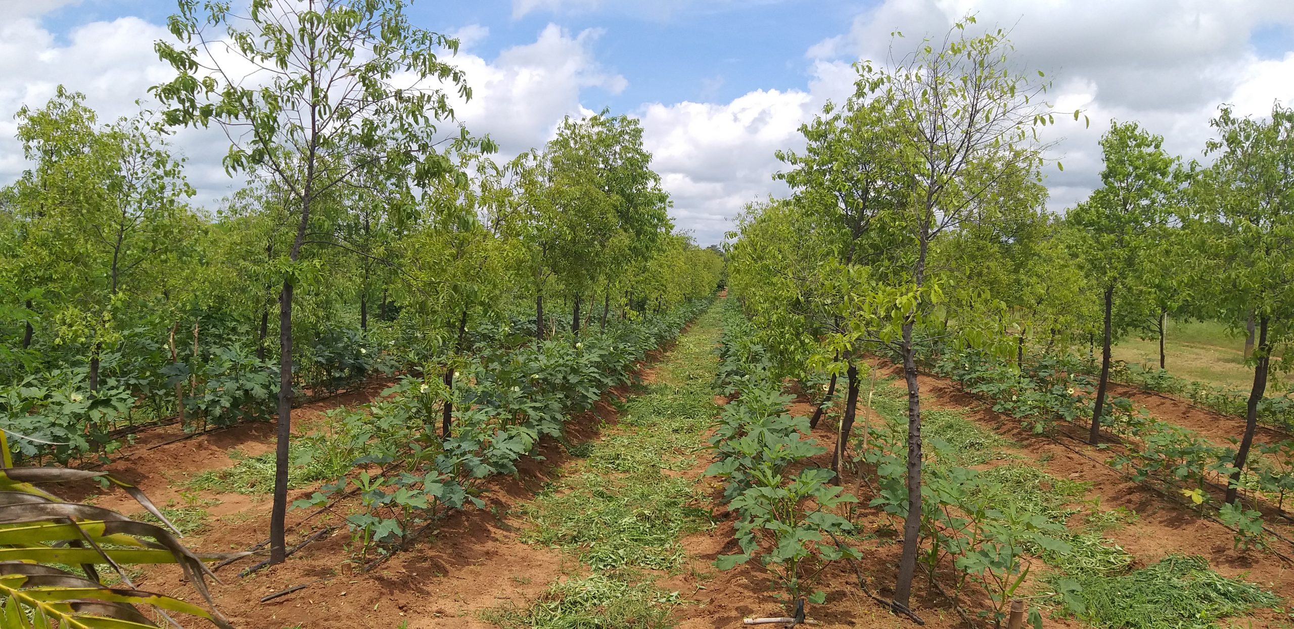 Fruit Species Cultivation in Andra Pradesh