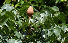 290px-Fruit_with_leaves_at_Branch_Canopy_I_IMG_8673