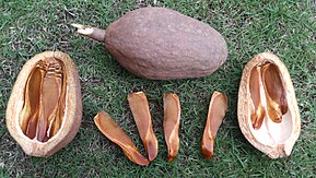 290px-Toona_calantas_Philippine_mahogany_seeds_-_7