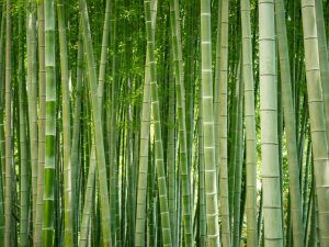 control-bamboo-300x225