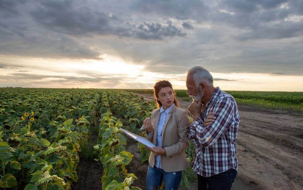 Senior farmer and young business woman standing in sunflower field and reading insurance contract in summer time