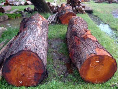 mahogany-logs-1