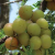 Fruit-Shape-Flattened-Round