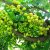 amla-na-7-grafted-plant-1573561381-5152401