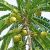 chakaiya-amla-fruit-plant